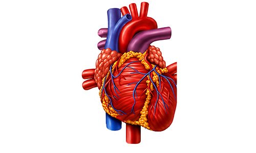 Cardiac Profile